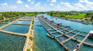 Hướng dẫn chi tiết sử dụng vôi cho ao cá lồng bè và ao cá nước ngọt. Phân biệt nhu cầu vôi giữa cá và tôm: cá chịu pH 6,5-9,0 (rộng hơn tôm), ít nhạy cảm với vôi hơn. Loại vôi: dolomite (an toàn nhất, ổn định pH, bổ sung Ca+Mg), CaCO3 (bổ sung canxi), CaO (diệt khuẩn, chỉ dùng liều thấp 0,5-1kg/100m³ khi có cá). Bảng liều lượng cho lồng bè và ao đất. Dấu hiệu cần dùng vôi: pH
