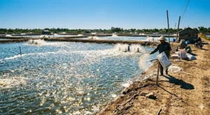 Hướng dẫn khung giờ vàng tạt vôi cho ao tôm: 7-9 giờ sáng là an toàn nhất; 12-14 giờ trưa là cấm kỵ. Hiểu chu kỳ pH trong ngày để tránh sốc pH, ngăn ngừa tôm chết hàng loạt. Bài học từ cô Út Bạc Liêu thiệt hại 50 triệu đồng.