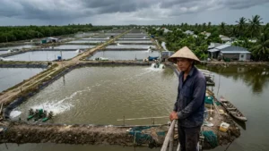 Hình ảnh minh họa nguyên nhân bón vôi nhiều nhưng tôm vẫn chết do sai kỹ thuật.