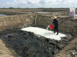 nông dân cải tạo ao bị già hóa khí độc ở cần thơ