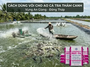 nông dân nuôi cá tra thâm canh ở đồng tháp