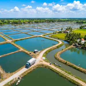 Hướng dẫn vận chuyển vôi thủy sản tận ao cho bà con vùng sâu miền Tây. 4 phương án tối ưu: (1) xe tải lớn + xe trung chuyển nhỏ (phù hợp đường xấu, cầu yếu); (2) xe tải nhỏ 1-3,5 tấn chạy thẳng vào ao (tiện lợi, chỉ bốc xếp 1 lần); (3) gom đơn nhiều hộ thuê xe chung (tiết kiệm chi phí); (4) dịch vụ giao hàng tận ao của nhà cung cấp. Bảng giá vận chuyển tham khảo từ TPHCM/Cần Thơ về các tỉnh. Kinh nghiệm thuê xe: chọn xe phù hợp đường xá, thương lượng giá, kiểm tra vôi trước khi dỡ hàng, bảo quản vôi trong vận chuyển. Liên hệ tư vấn miễn phí.