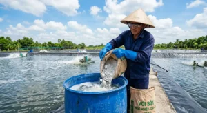 Hướng dẫn chi tiết cách hòa vôi cục (CaO) an toàn, không bỏng tay, không cặn đáy ao, tối ưu cải tạo ao nuôi tôm cá tại các tỉnh miền Tây như Bạc Liêu, Cà Mau, Sóc Trăng.