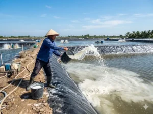 liều lượng đánh vôi ao tôm ở cần thơ