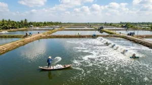 Bài viết hướng dẫn chi tiết địa chỉ mua vôi thủy sản giá rẻ, chất lượng tại các tỉnh miền Tây (Cà Mau, Bạc Liêu, Sóc Trăng, Bến Tre, Trà Vinh, Long An, Đồng Tháp, Kiên Giang). Phân tích bảng giá cập nhật tháng 4/2025, so sánh ưu nhược điểm khi mua tại đại lý lớn hay đại lý nhỏ, bí kíp nhận biết vôi thật – vôi giả – vôi non bằng 3 cách test đơn giản (nước, màu sắc mùi, cảm nhận nhiệt), và kinh nghiệm mua vôi tiết kiệm mà vẫn đảm bảo chất lượng.
