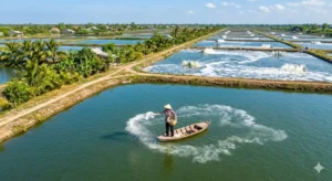 Mua vôi thủy sản giá rẻ miền Tây tại Vôi Thành Công. Hình ảnh người nông dân rải vôi trên ao tôm. Tìm hiểu cách chọn vôi CaO, CaCO3, dolomite chất lượng, tránh hàng giả, hàng kém chất lượng. Liên hệ tư vấn miễn phí.