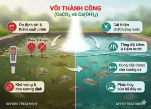 tác dụng của vôi trong nuôi cá