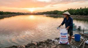 Bài viết hướng dẫn chi tiết về vôi canxi CaCO3 cho bà con nuôi tôm tại Trà Vinh (các huyện Cầu Ngang, Duyên Hải, Trà Cú, Châu Thành, Càng Long, Tiểu Cần). Cập nhật địa chỉ mua uy tín, bảng giá tham khảo, kinh nghiệm chọn vôi chất lượng cao tránh hàng giả, và cách sử dụng CaCO3 hiệu quả giúp tôm lột xác nhanh, cứng vỏ, ổn định pH và độ kiềm ao nuôi.