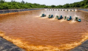 ao nuôi tôm bị nhiễm phèn ở long an