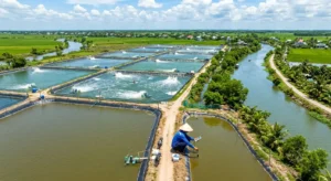 Hướng dẫn chi tiết xử lý nước bằng vôi trước khi cấp vào ao nuôi tôm. Quy trình 7 bước trong ao chứa: vệ sinh ao, bơm nước qua lọc, pha vôi CaO (liều 3-5kg/100m³ tùy nguồn), khuấy trộn, để lắng 24-48h, lấy nước trong, xả cặn. Lợi ích: diệt 99% vi khuẩn Vibrio, virus đốm trắng, nâng pH từ 6.5 lên 7.5-8.5, tăng độ kiềm, kết tủa phèn. Tránh thiệt hại như anh Tuấn (Cà Mau) bị chết 50% tôm do không xử lý nước.